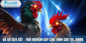 Đá gà cựa sắt